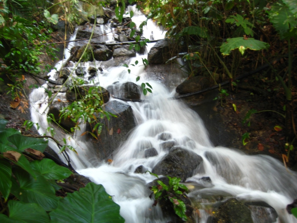 A stream in the rainforest